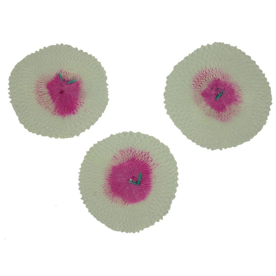 Coleman Mantles - 3 Pack 2 Coleman Mantles - 3 Pack - Image 2